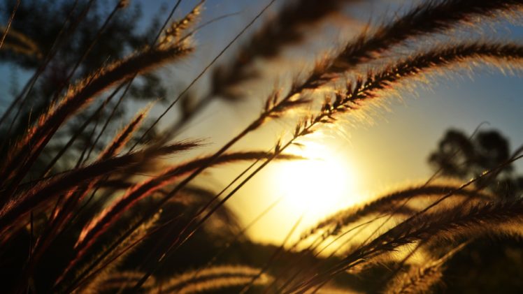 nature, Sun, Wheat, Spikelets HD Wallpaper Desktop Background
