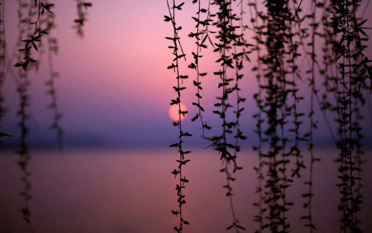 sunset, Nature, Trees, Lakes, Vines HD Wallpaper Desktop Background