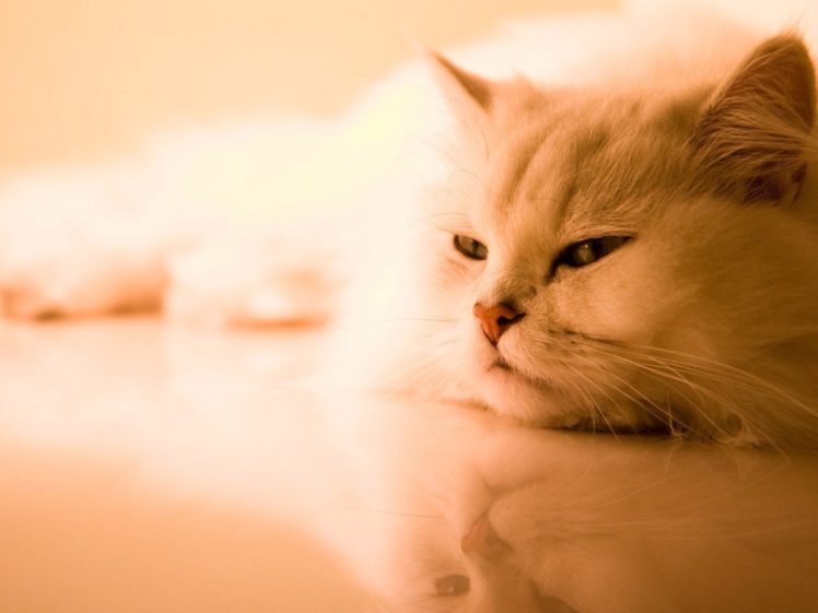 cats, Animals, Pets HD Wallpaper Desktop Background