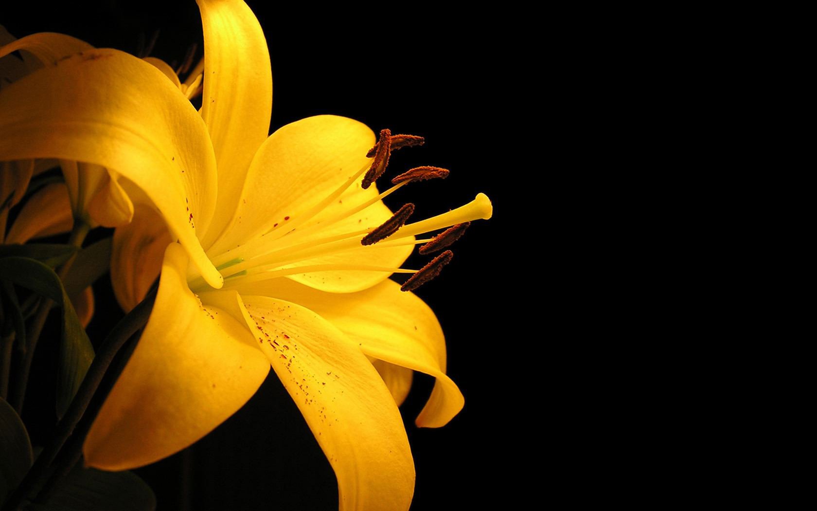 lilies, Yellow, Flowers Wallpaper