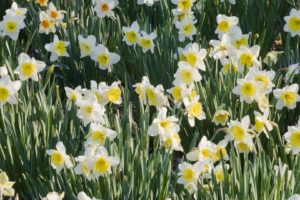 flowers, Garden, Daffodils
