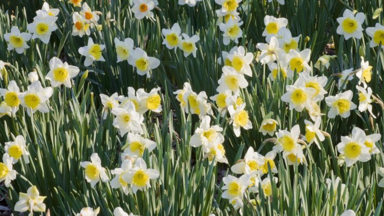 flowers, Garden, Daffodils HD Wallpaper Desktop Background