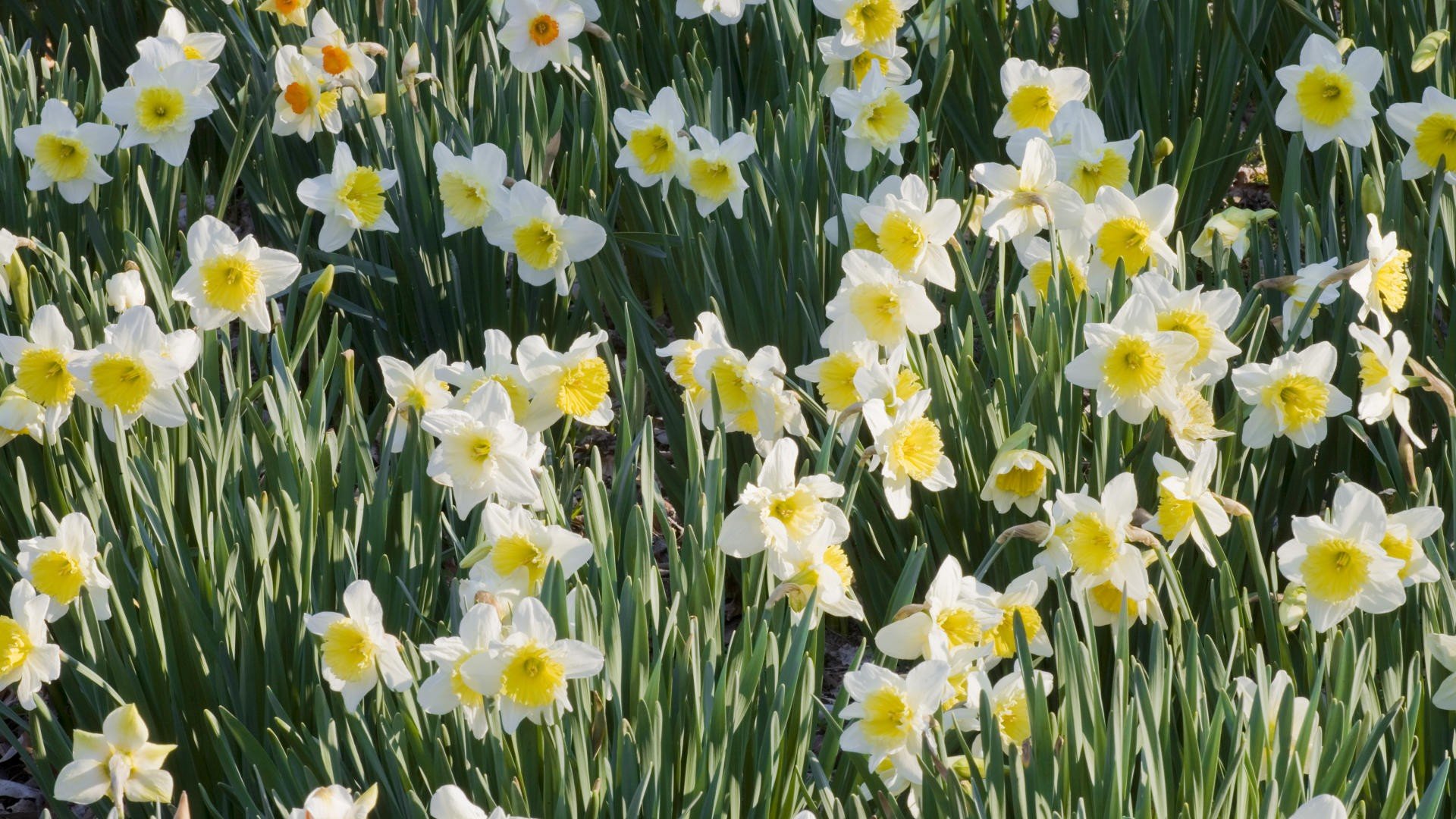 flowers, Garden, Daffodils Wallpaper