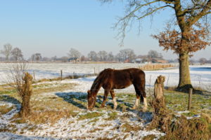 animals, Horses, Farm, Landscapes, Nature, Fields, Grass, Trees, Winter, Snow, Seasons