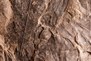 nature, Leaves, Fossil