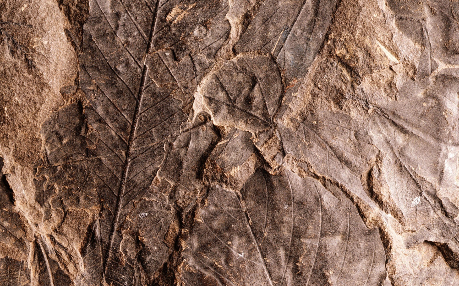nature, Leaves, Fossil Wallpaper
