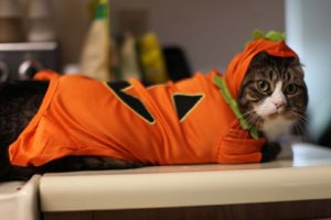 cats, Costume, Animals