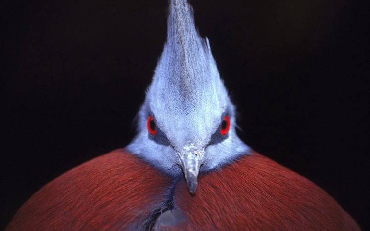 birds, Red, Eyes, Victoria, Crowned, Pigeon HD Wallpaper Desktop Background
