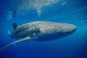 animals, Whales, Underwater, Ocean, Sea, Water, Spots, Fins, Eyes, Nature, Wildlife, Sealife