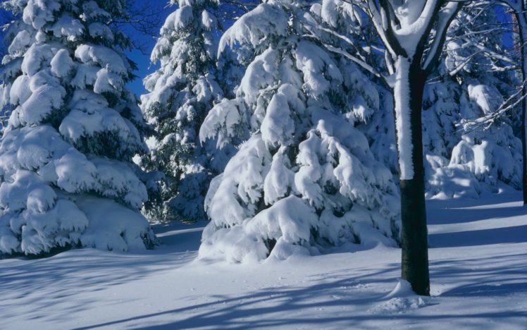 nature, Landscapes, Trees, Forest, Snow, Seasons, White, Cold, Freezing HD Wallpaper Desktop Background