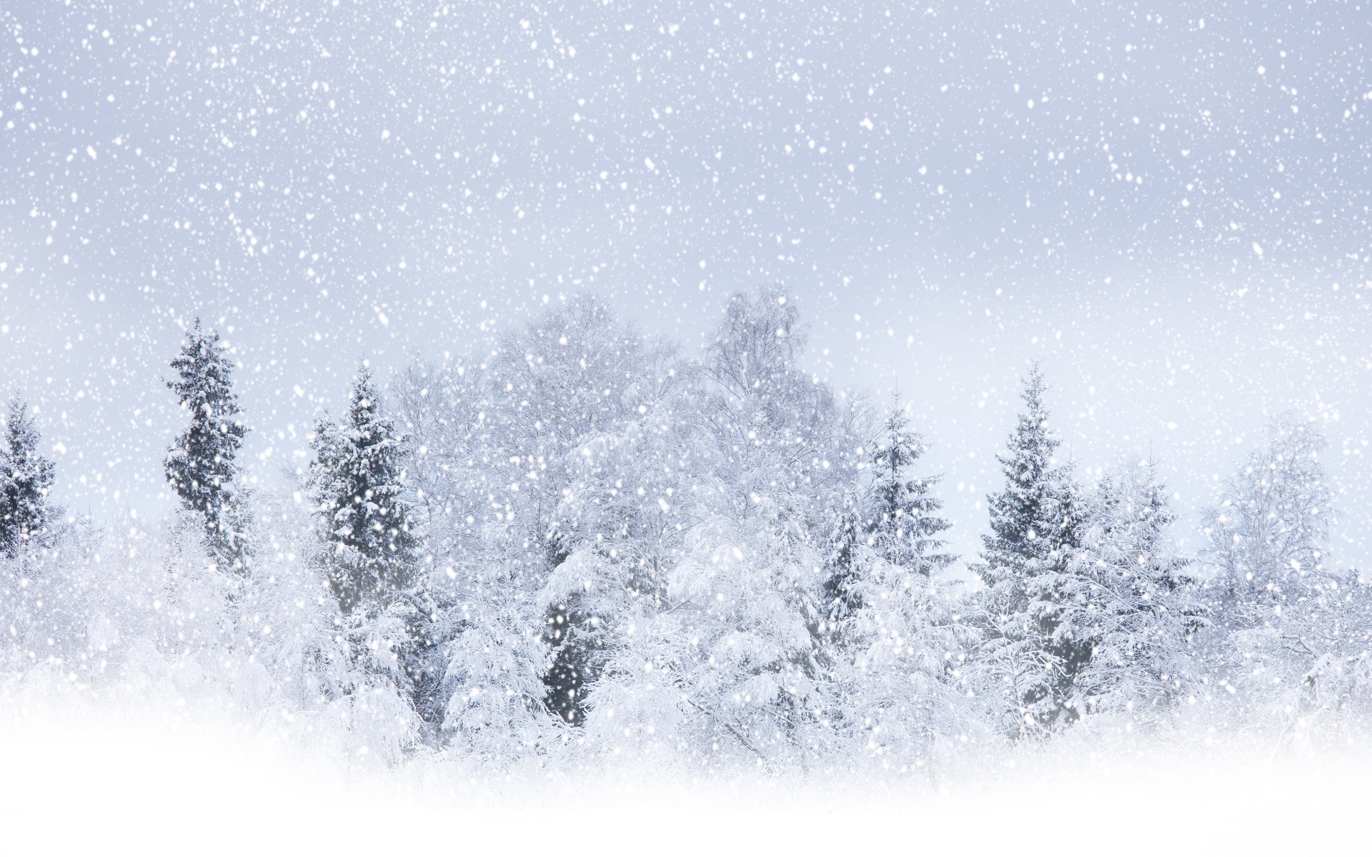 nature, Landscapes, Trees, Forest, Winter, Snow, Seasons, Snowing, Snowfall, Flakes, Blizzard, Storm, White Wallpaper