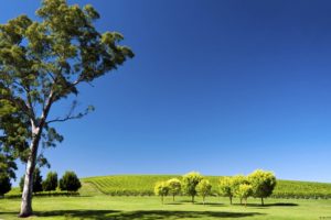landscapes, Nature, Hills, South, Australia, Vineyard