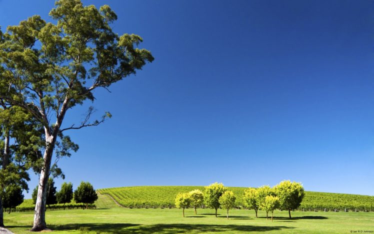 landscapes, Nature, Hills, South, Australia, Vineyard HD Wallpaper Desktop Background