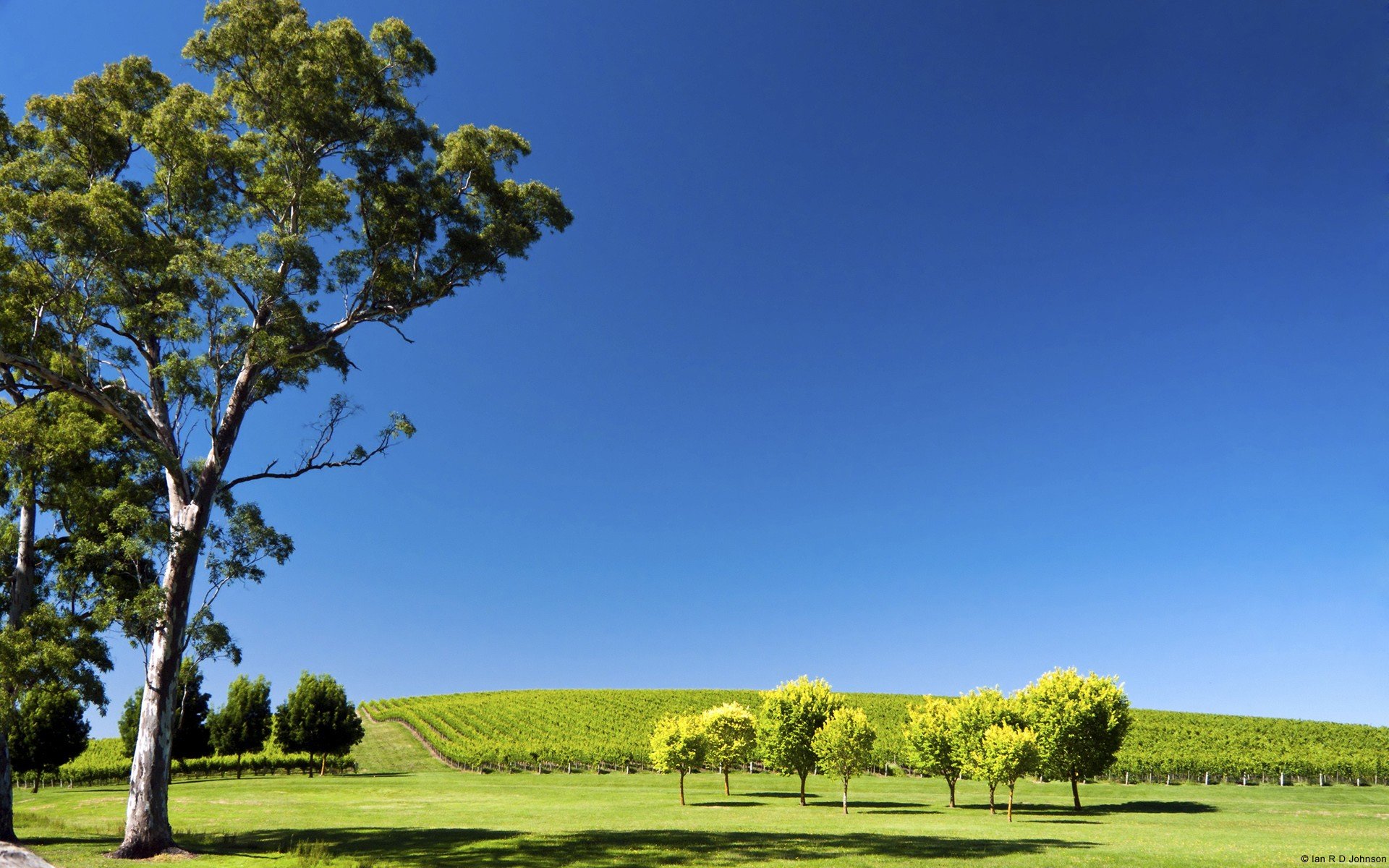 landscapes, Nature, Hills, South, Australia, Vineyard Wallpaper