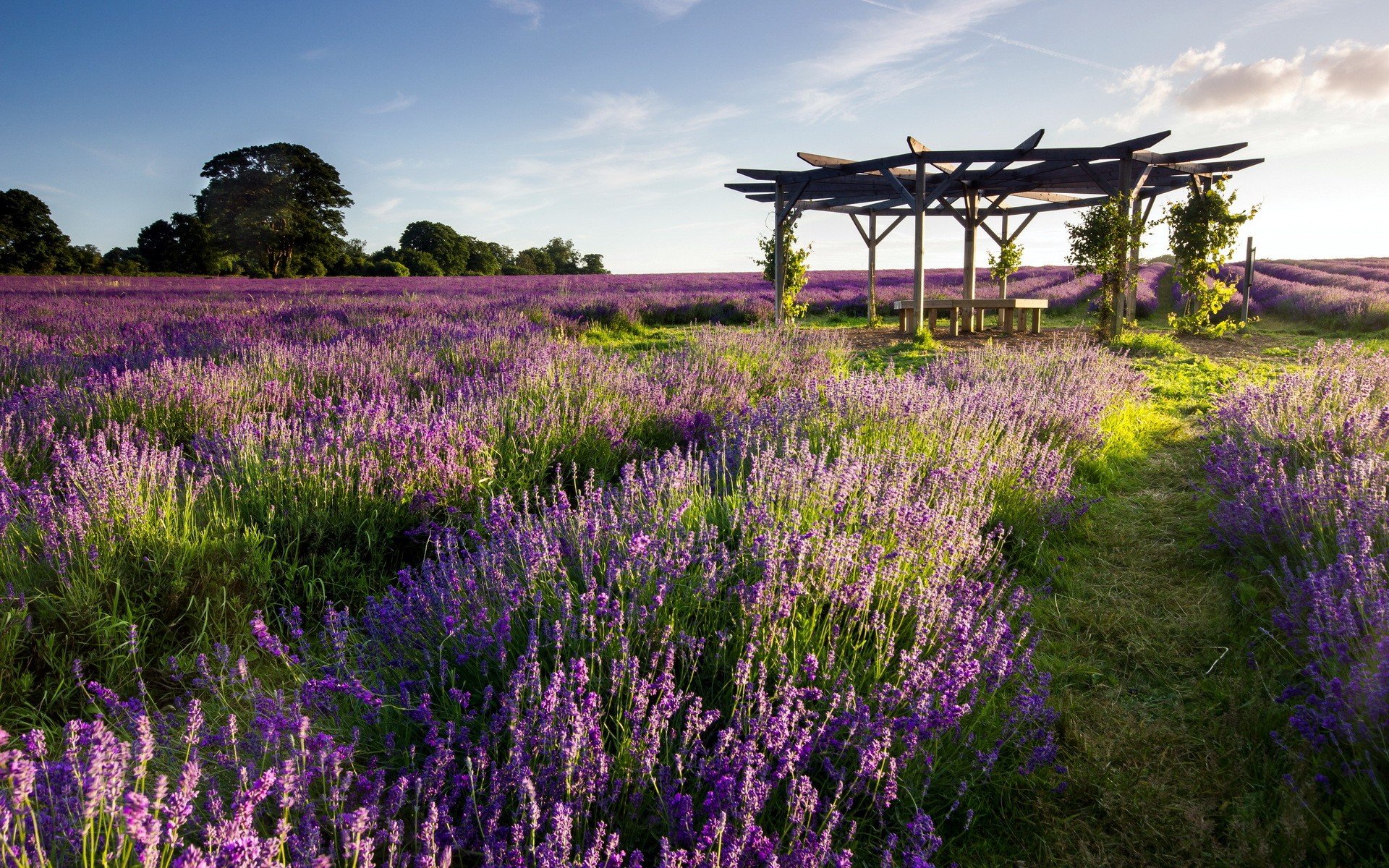 landscapes, Nature, Lavender Wallpaper