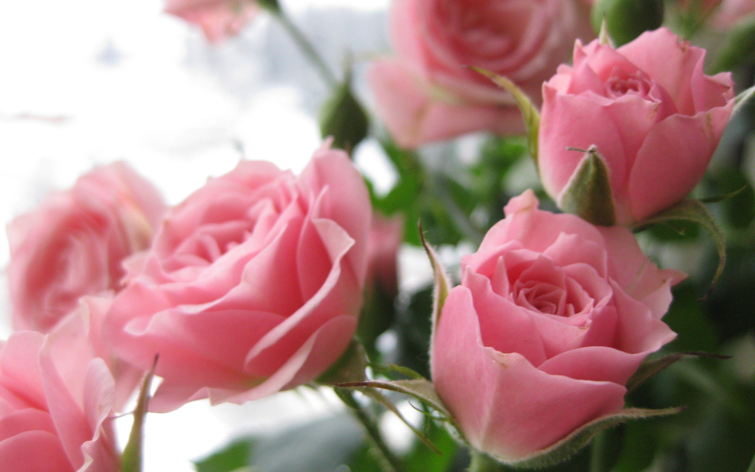 flowers Wallpaper