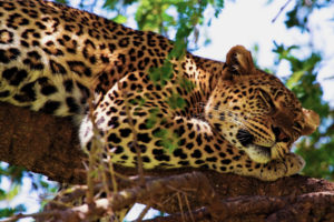 jaguar, Animals, Cats, Predators, Trees, Africa, Safari, Spots, Face, Eyes, Whiskers