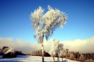 nature, Winter, Trees