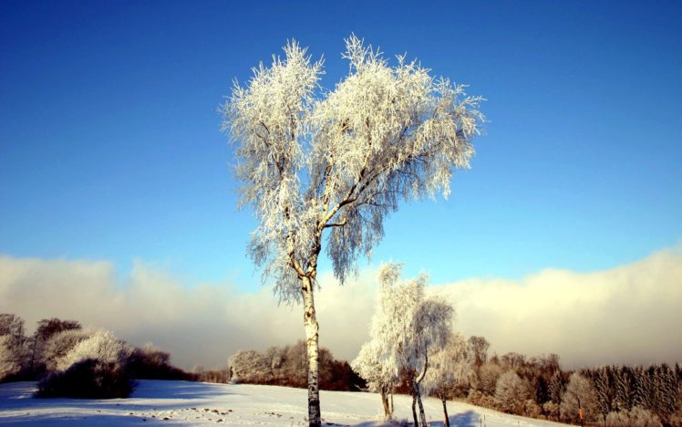 nature, Winter, Trees HD Wallpaper Desktop Background