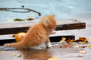 animals, Cats, Felines, Kittens, Fur, Whiskers, Paw, Wet, Rain, Wood, Reflection