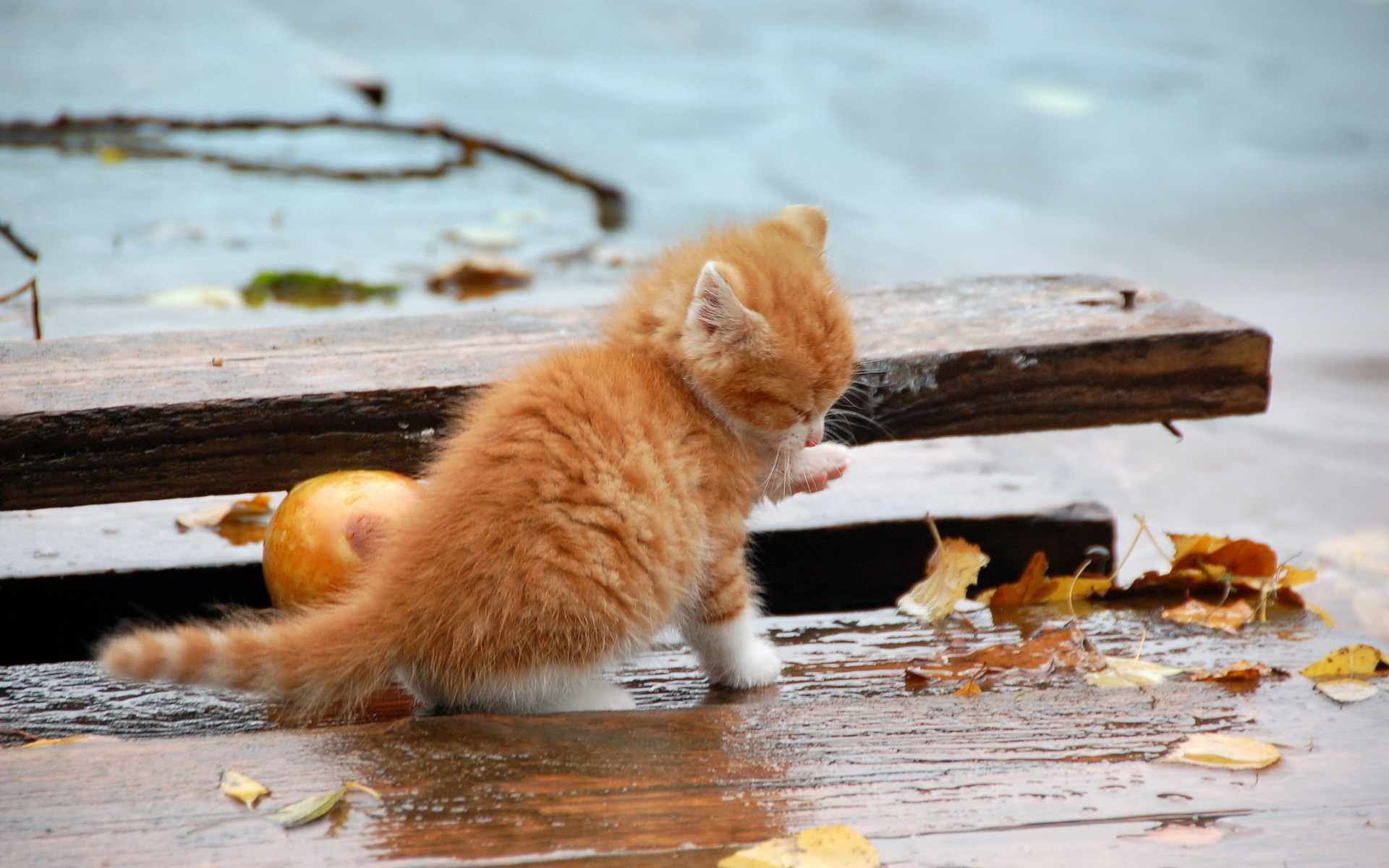 animals, Cats, Felines, Kittens, Fur, Whiskers, Paw, Wet, Rain, Wood, Reflection Wallpaper