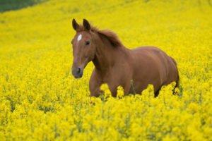 animals, Horses, Fur, Face, Eyes, Mane, Landscapes, Fields, Flowers, Grass, Yellow, Color, Bright