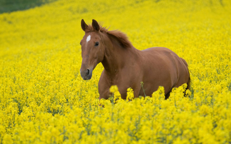 animals, Horses, Fur, Face, Eyes, Mane, Landscapes, Fields, Flowers, Grass, Yellow, Color, Bright HD Wallpaper Desktop Background