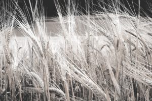 nature, Fields, Wheat