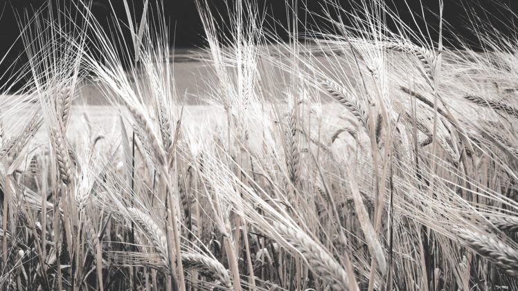 nature, Fields, Wheat HD Wallpaper Desktop Background