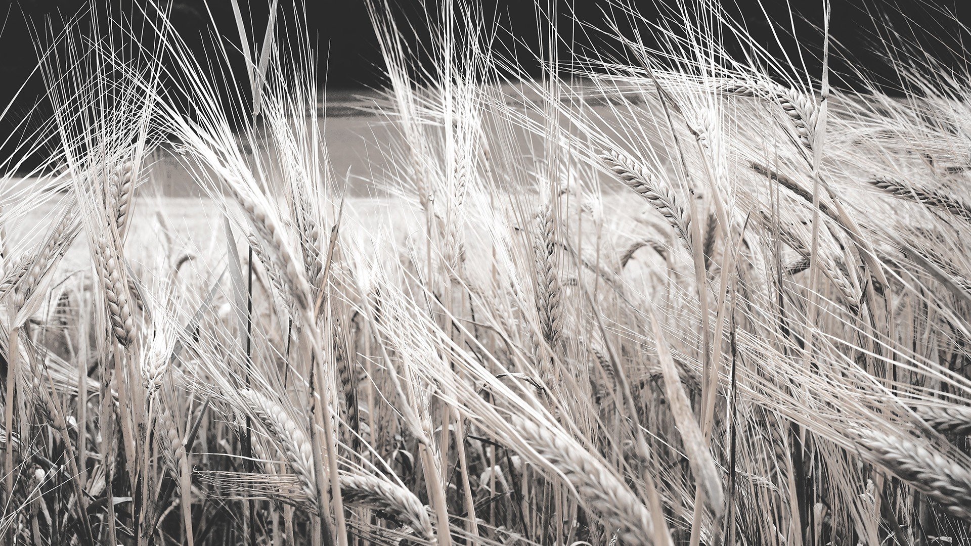 nature, Fields, Wheat Wallpaper