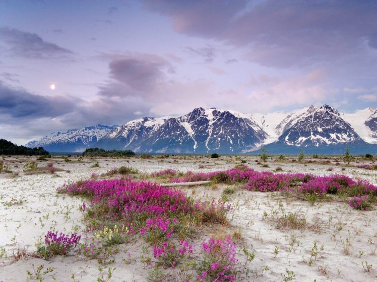mountains, Landscapes, Nature, Snow, Plants HD Wallpaper Desktop Background