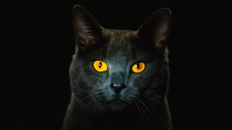cats, Animals, Golden, Eyes HD Wallpaper Desktop Background
