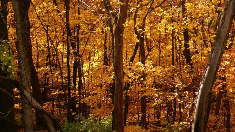 trees, Autumn, Leaves HD Wallpaper Desktop Background