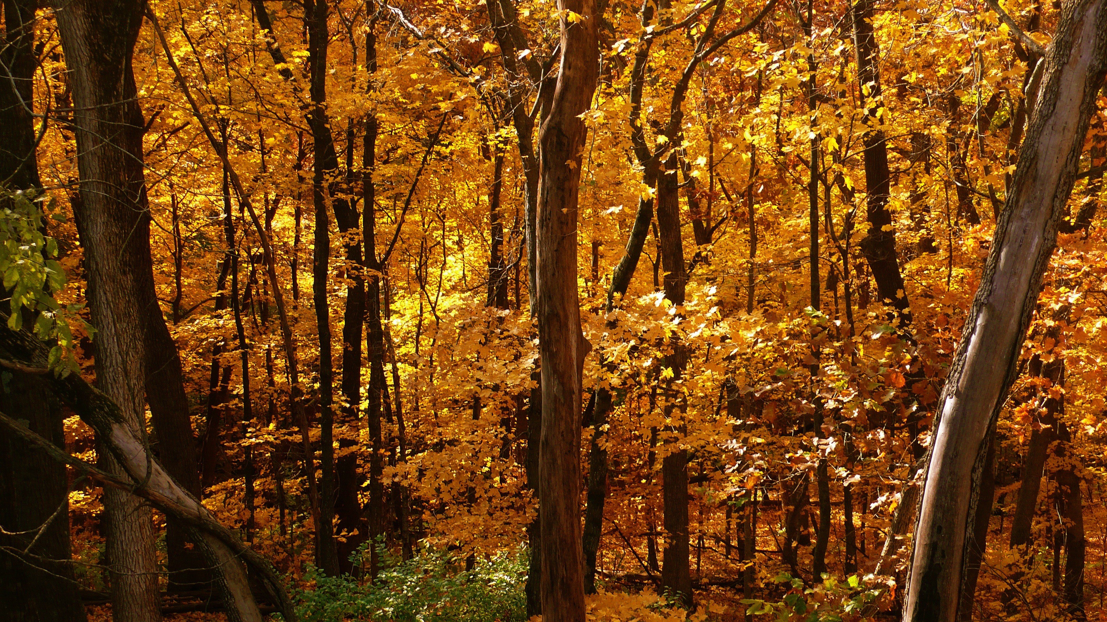trees, Autumn, Leaves Wallpaper