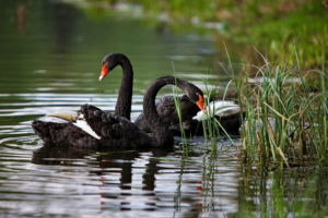 swans, Animals, Birds, Feathers, Contrast, Lakes, Pond, Water, Swim, Float, Grass, Shore, Wildlife, Reflection, Reeds