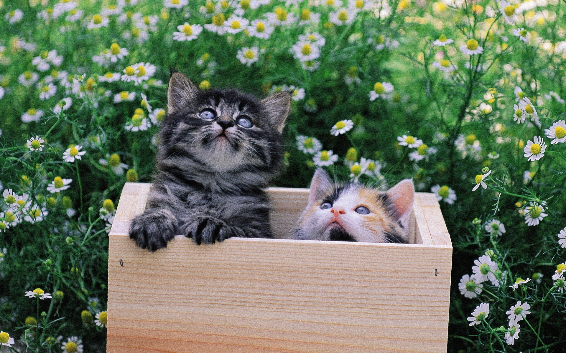 cats, Animals Wallpaper