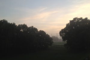 trees, Fog