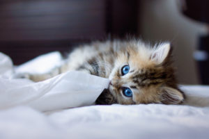 animals, Cats, Felines, Kittens, Face, Eyes, Blue, Whiskers, Play, Cute, Fur, Look, Stare, Babies