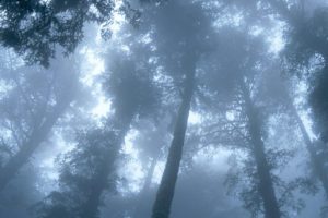 trees, Mist, Oregon, Capes