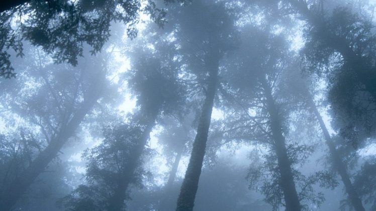 trees, Mist, Oregon, Capes HD Wallpaper Desktop Background