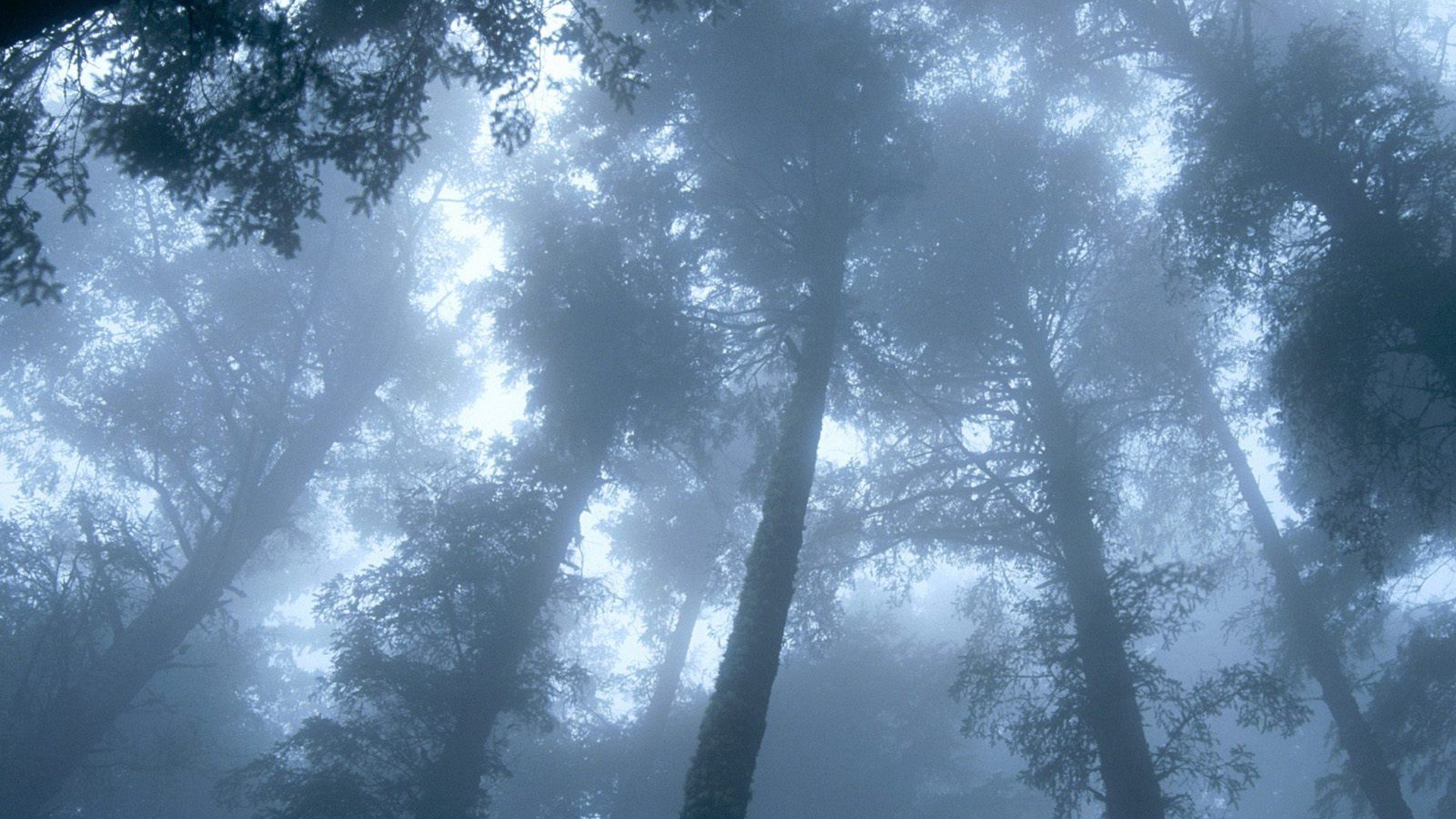 trees, Mist, Oregon, Capes Wallpaper