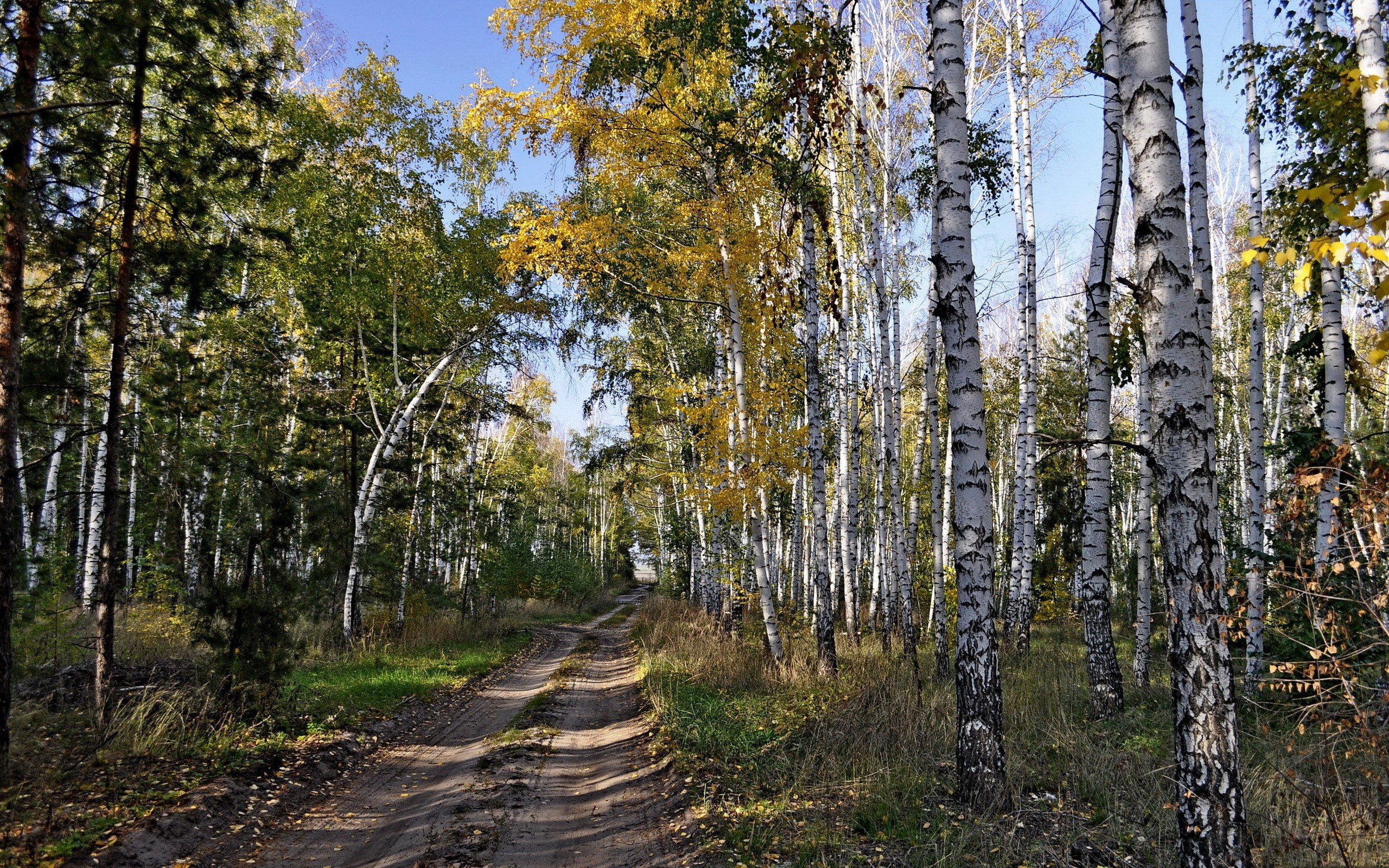landscapes, Nature, Trees Wallpaper
