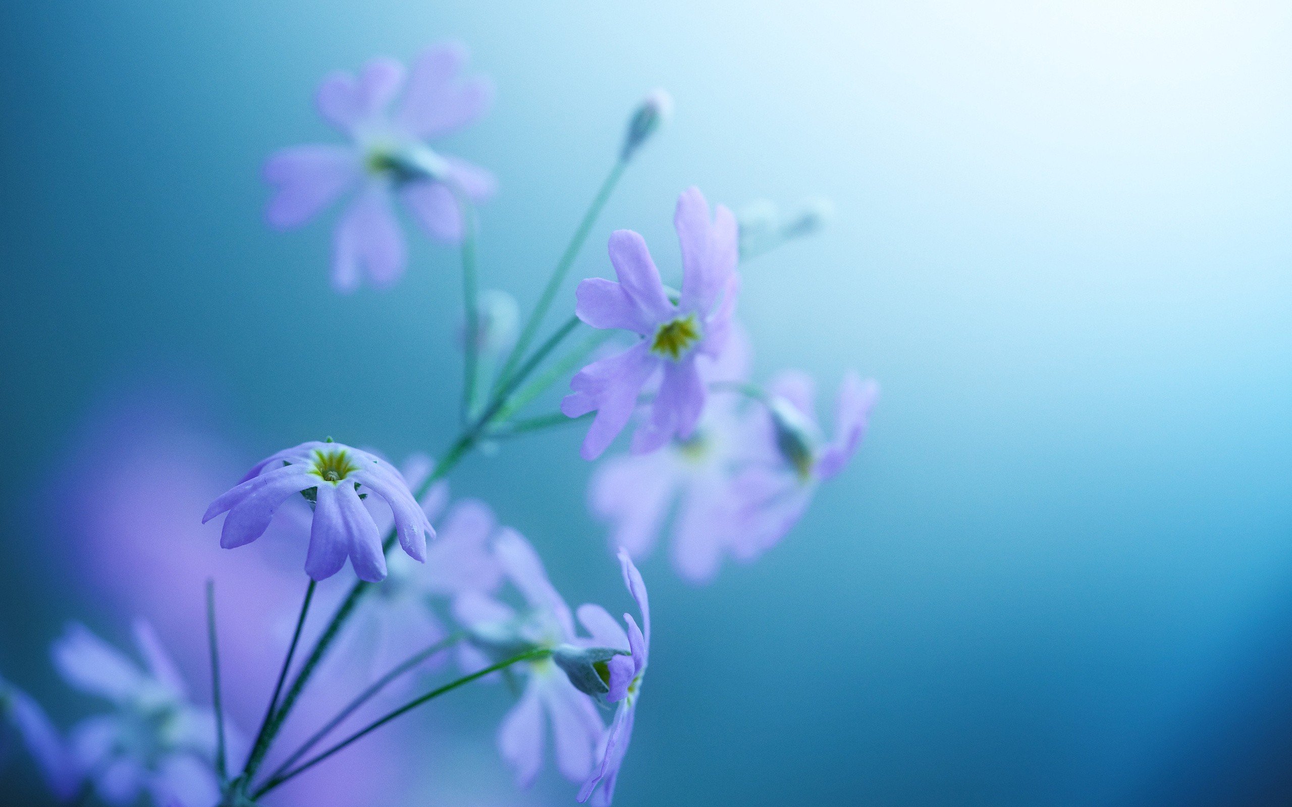 flowers Wallpaper
