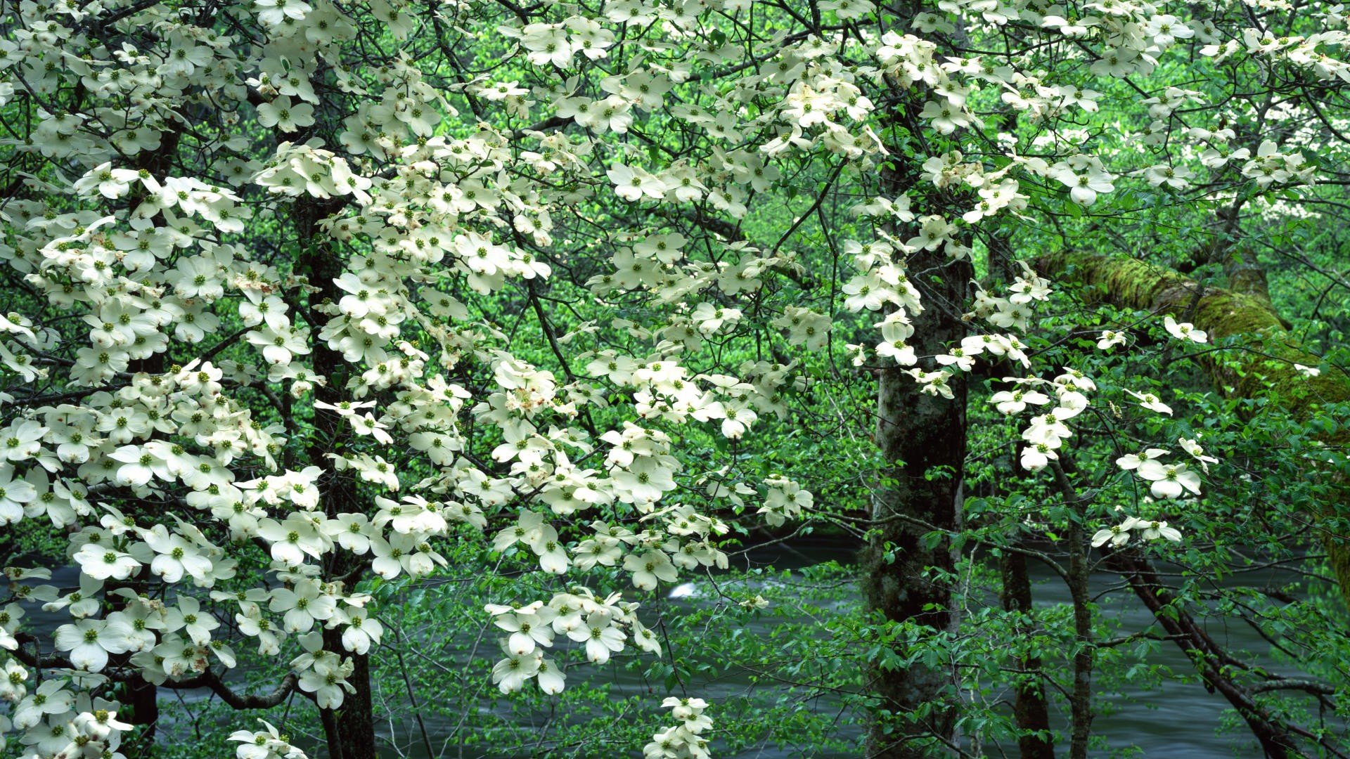 landscapes, Nature, Trees, Bloom, Tennessee, National, Park, Great, Smoky, Mountains, Dogwood Wallpaper