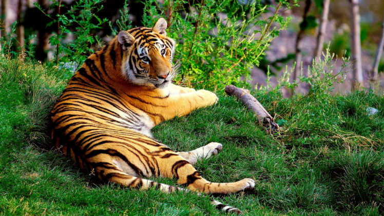 animals, Cats, Tigers, Stripes, Color, Pattern, Wildlife, Predator, Landscapes, Grass, Green, Plants, Trees, Contrast HD Wallpaper Desktop Background