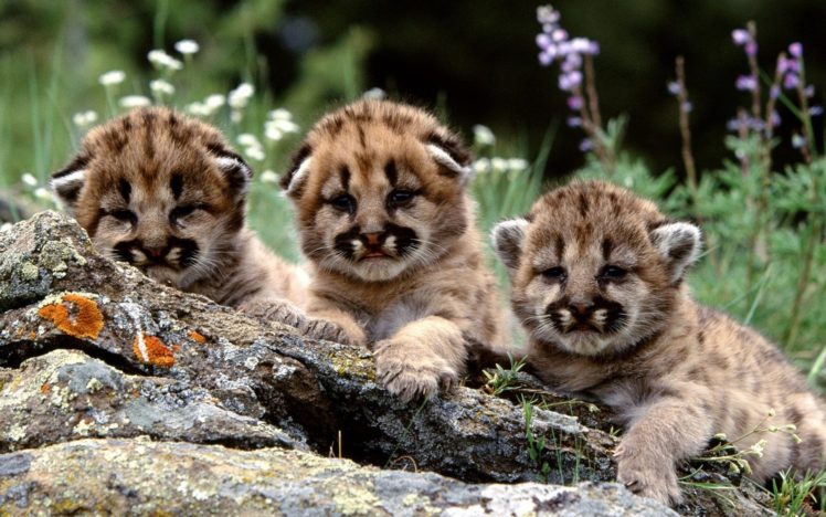 mountain, Lion, Cubs, Cougars, Animals, Cats, Babies, Fur, Faces, Eyes, Whiskers, Rocks, Wildlife, Predators, Flowers, Grass, Cute, Children HD Wallpaper Desktop Background