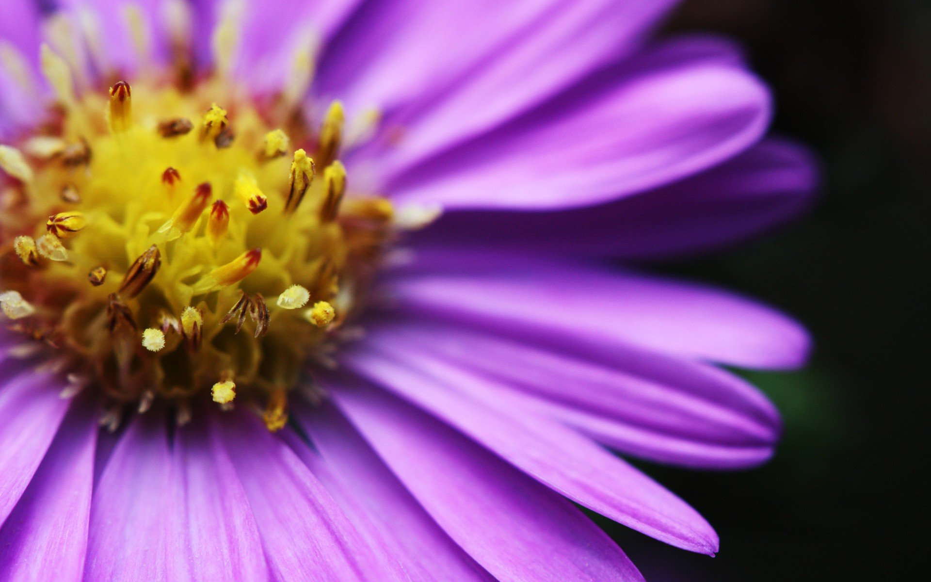 close up, Nature, Flowers Wallpapers HD / Desktop and Mobile Backgrounds