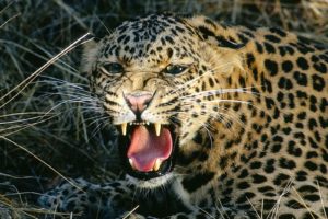 animals, Tongue, Angry, Leopards, Spotted
