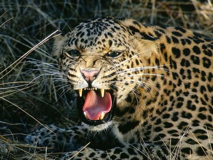 animals, Tongue, Angry, Leopards, Spotted HD Wallpaper Desktop Background