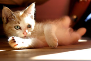 animals, Cats, Kittens, Cute, Babies, Face, Eyes, Whiskers, Paws, Light, Sunlight, Ray, Shade, Play